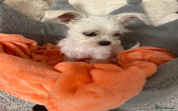 Mixed Breed dogs for sale: Beautiful playfull puppies ready now  - Image 1