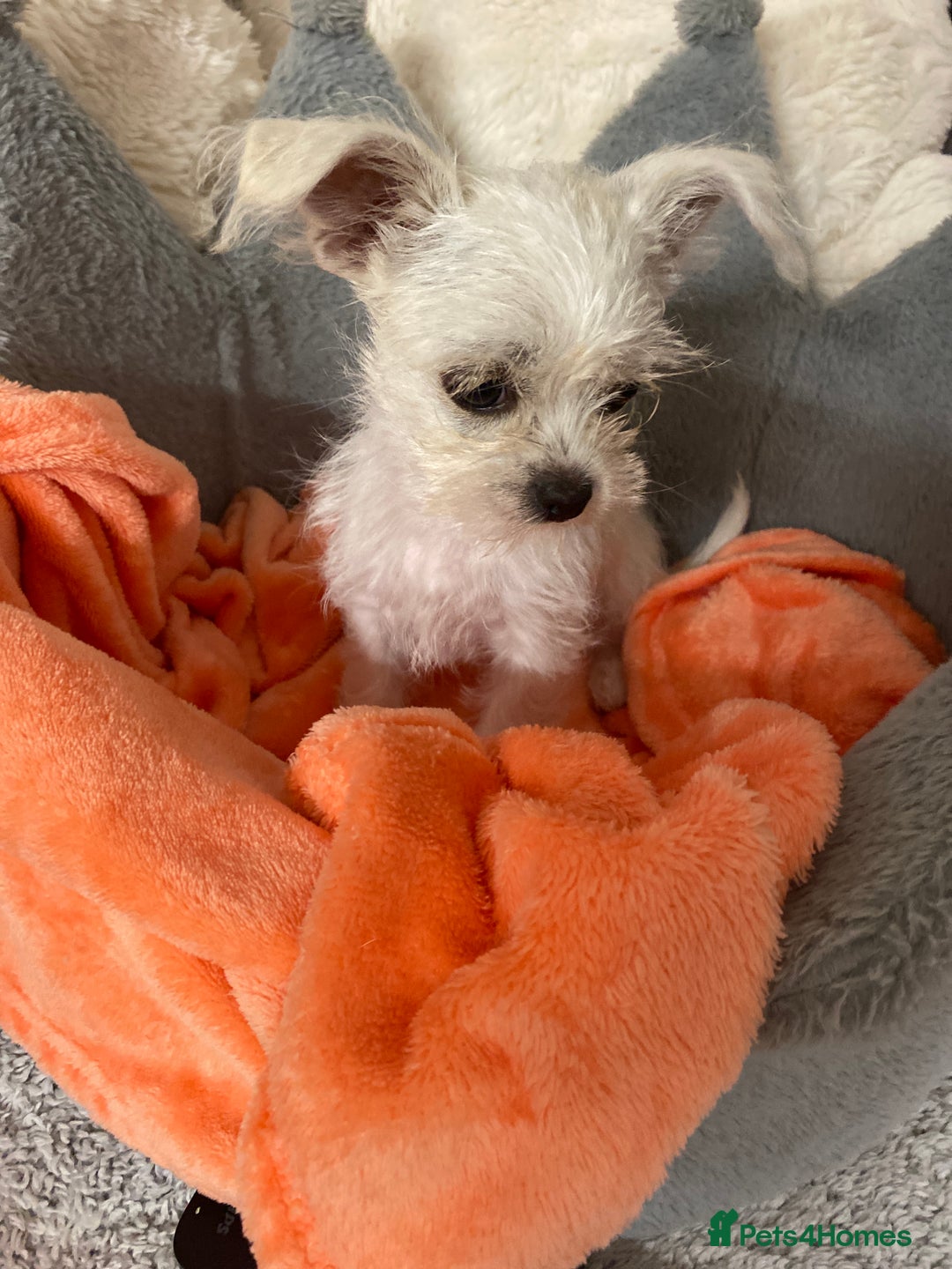 Mixed Breed dogs for sale: Beautiful playfull puppies ready now  - Image 1