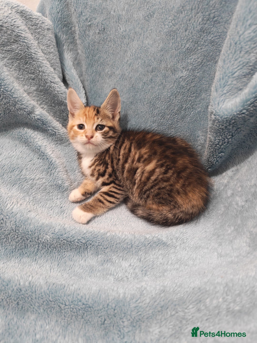 Mixed Breed cats for sale: Beautiful kittens VIDEOS - Advert 14