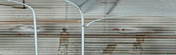 Finches birds for sale: Zebra finch pair - Advert 4