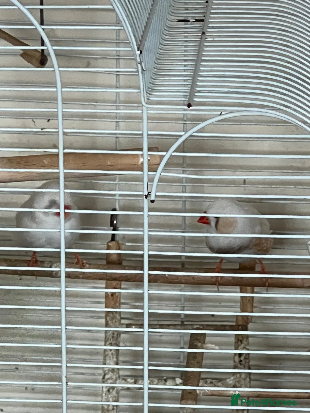 Finches birds for sale: Zebra finch pair - Advert 4