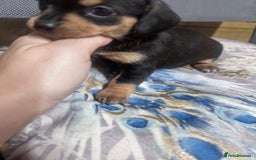 Mixed Breed dogs for sale: Chiweenie puppies  - Image 8