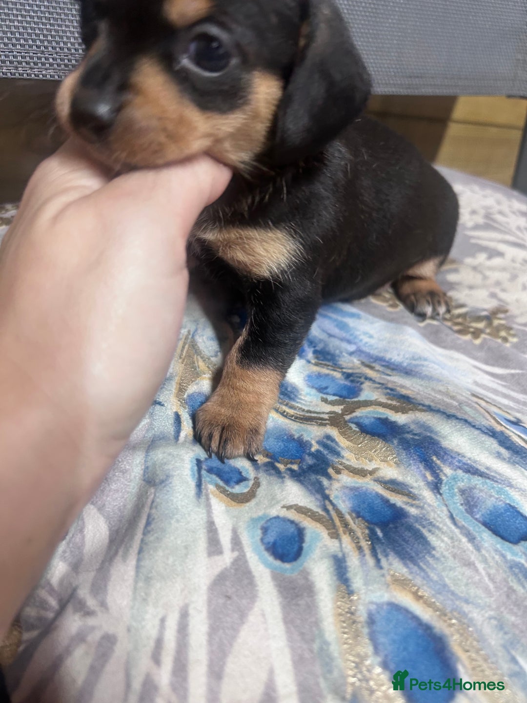 Mixed Breed dogs for sale: Chiweenie puppies  - Image 8