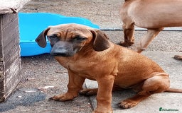 Rhodesian Ridgeback dogs for sale: Ridgeless Rhodesian Ridgeback Puppies For Sale - Image 7