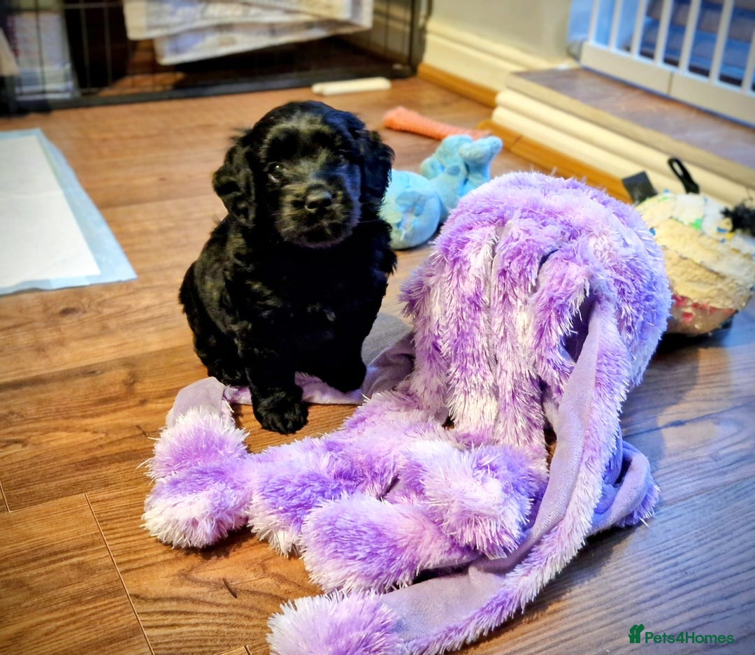 Goldendoodle dogs for sale: Miniature Goldendoodle pure black boy - Advert 8