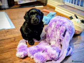 Goldendoodle dogs Miniature Goldendoodle Puppy RESERVED - Advert 2