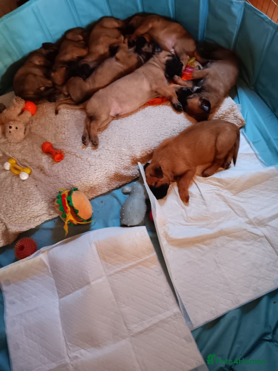 Belgian Shepherd Dog dogs for sale: Belgian Shepherd - Malinois  - Advert 16