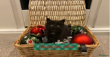 Maine Coon cats ✨pedigree maine coon kittens - Extra Large lines ✨ - Advert 4