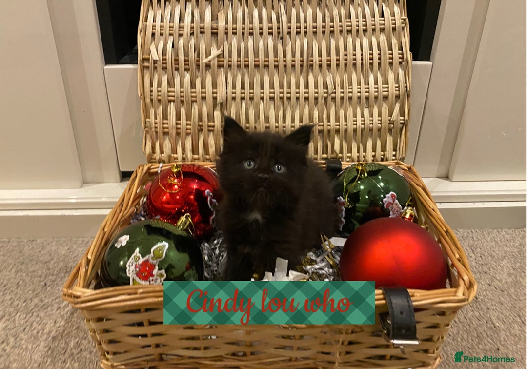 Maine Coon cats for sale: ✨pedigree maine coon kittens - Extra Large lines ✨ - Advert 3