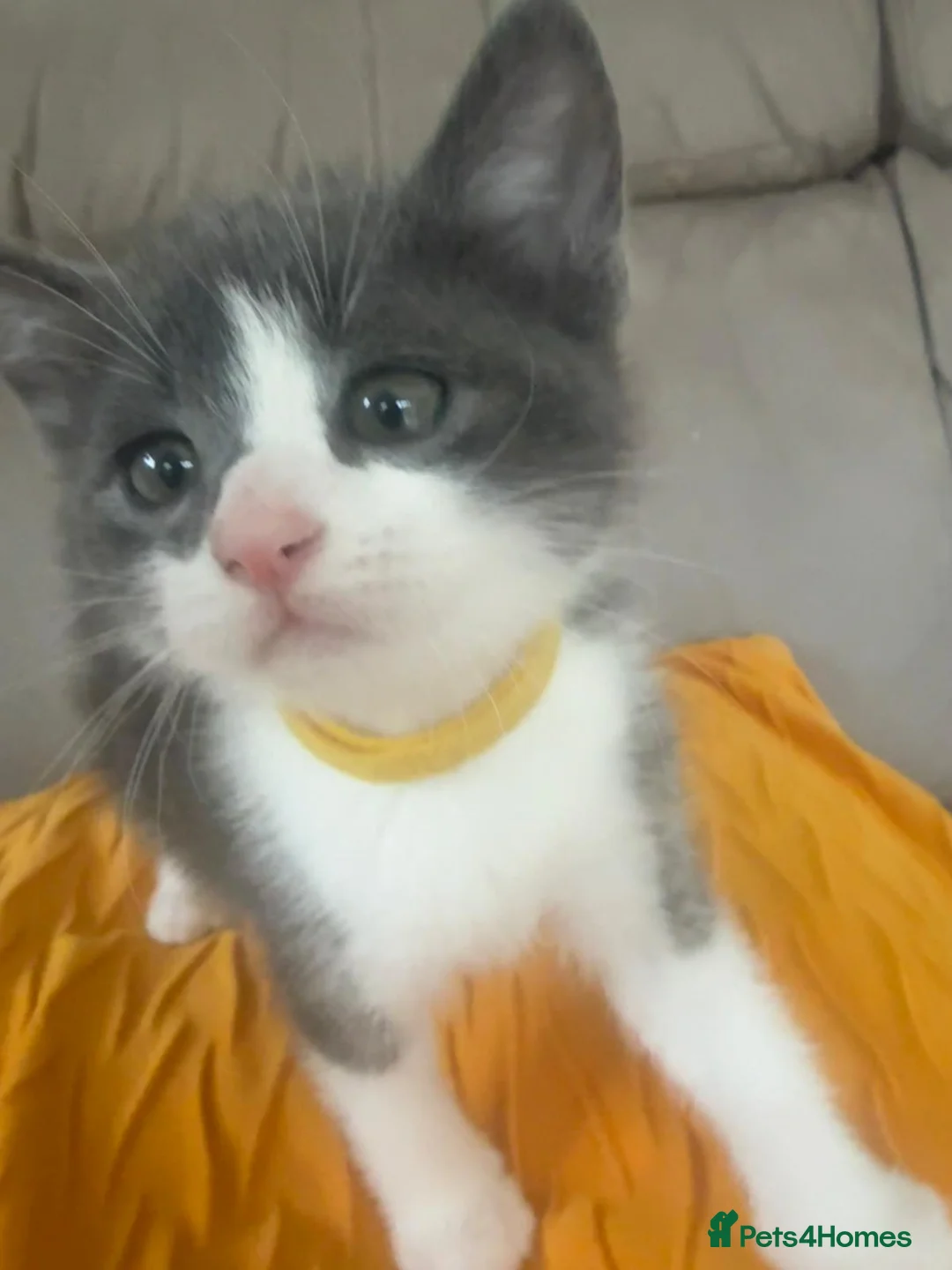 Mixed Breed cats for sale: Cutest kittens are looking for a new home - Advert 21