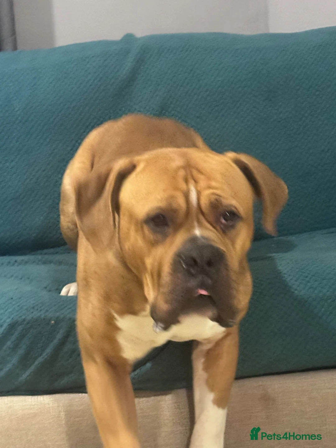 Mixed Breed dogs for stud: MY MARLS!!! in Ashington - Advert 4