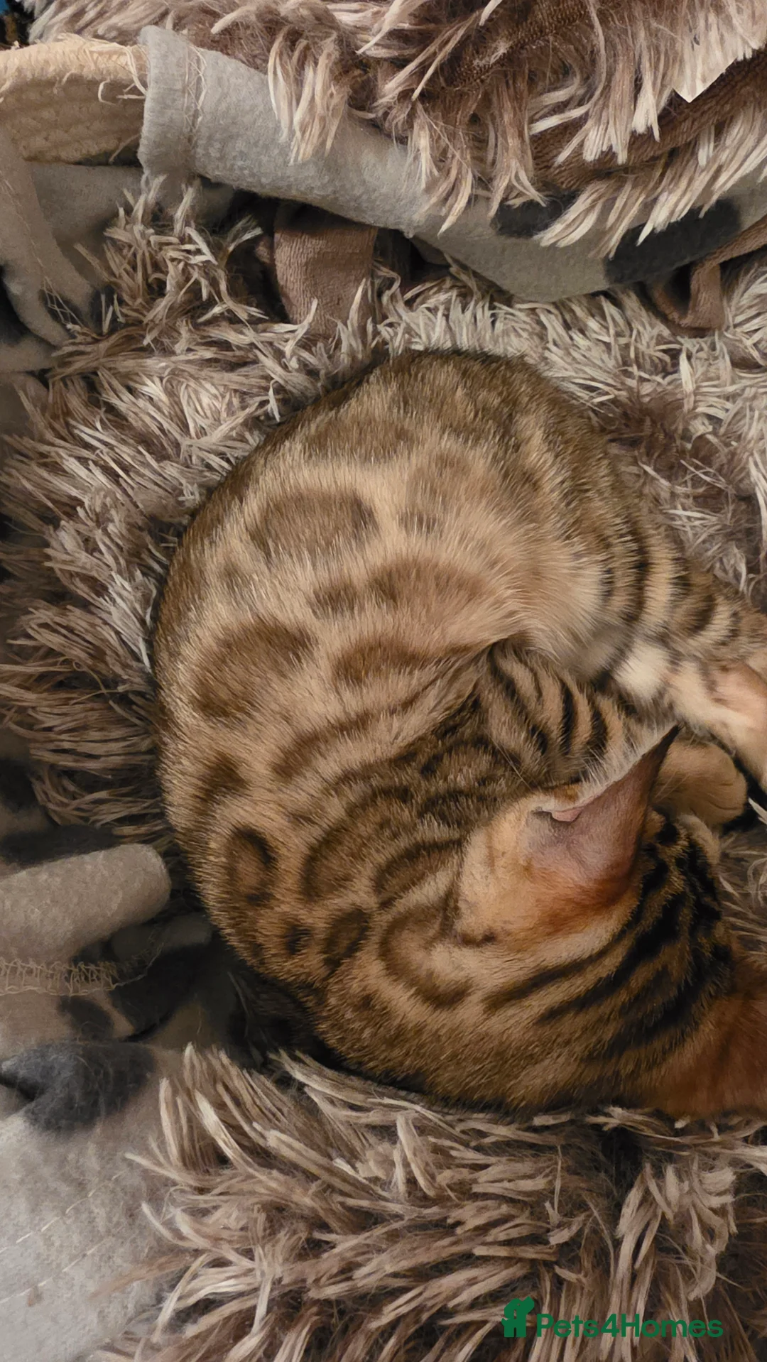 Bengal cats for sale: Beautiful 🐾 5 BENGALPARADISE 🐾 Kittens - Advert 2
