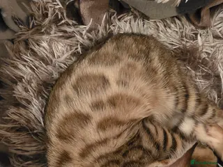 Bengal cats Beautiful 🐾 5 BENGALPARADISE 🐾 Kittens - Advert 12