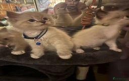 Ragdoll cats for sale: Full Ragdoll Kittens - Image 6