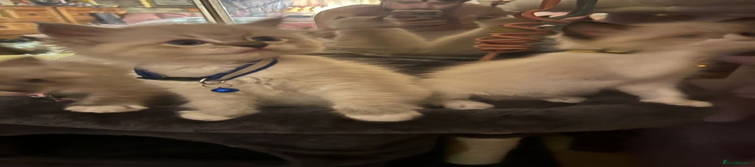 Ragdoll Kitten 2