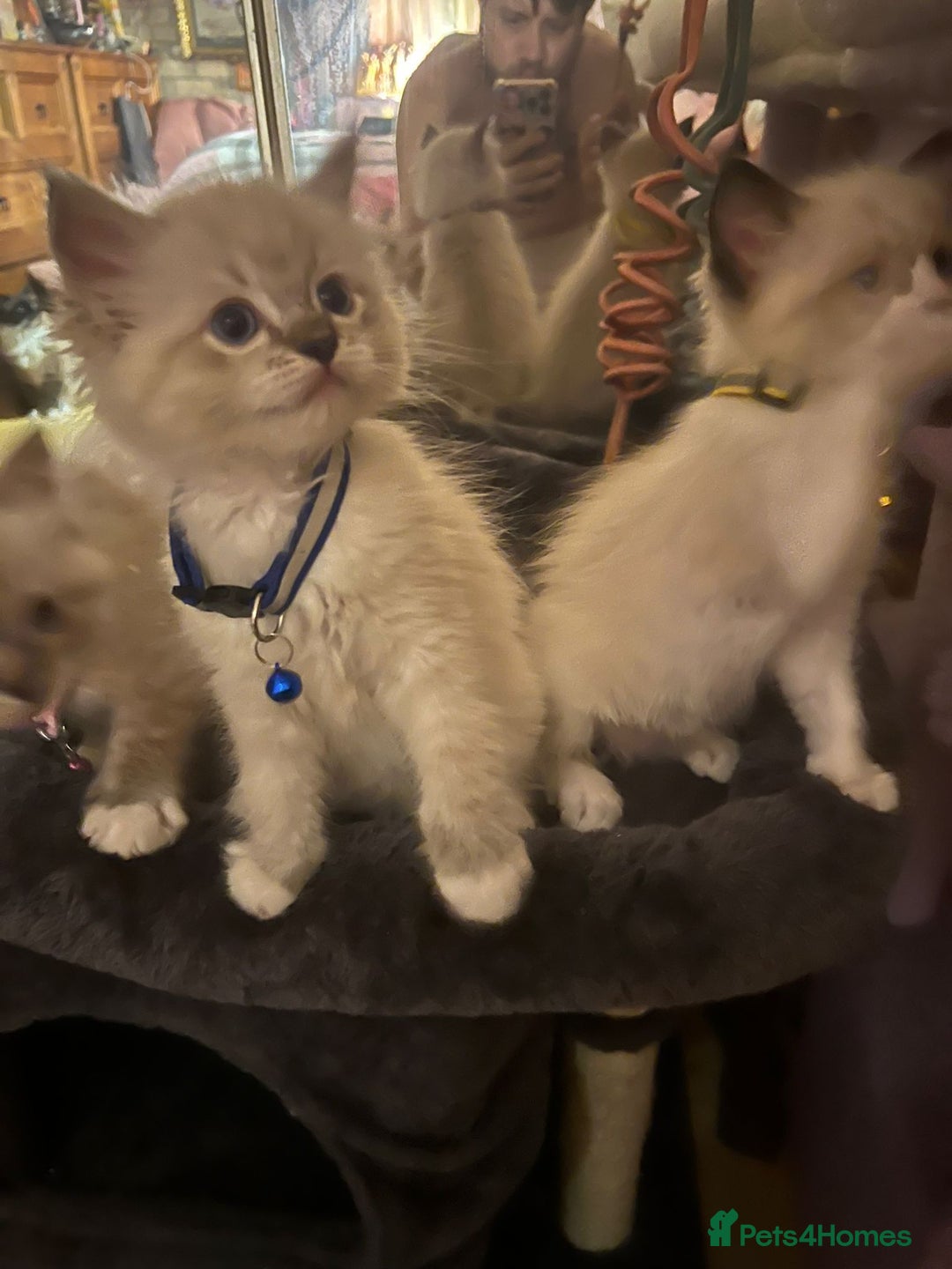 Ragdoll cats for sale: Full Ragdoll Kittens - Image 6