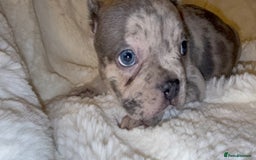 French Bulldog dogs for sale: Lilac blue eyed litter of 6. DWKC registered  - Image 36
