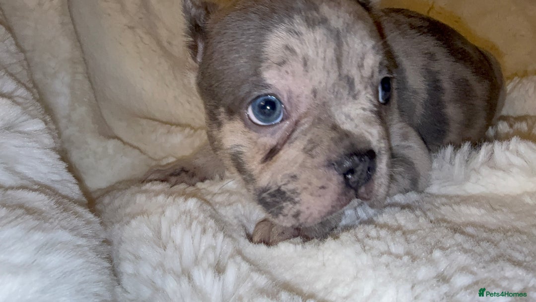 French Bulldog dogs for sale: Lilac blue eyed litter of 6. DWKC registered  - Image 36
