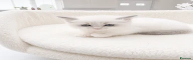 Ragdoll Kitten 2