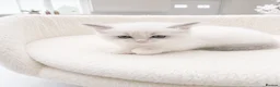 Ragdoll cats for sale: Beautiful Ragdoll Kittens – 3 Females & 2 Males - Advert 6