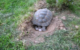 Tortoise reptiles for sale: Baby Hermann & Spur-thigh Tortoises for sale - Image 11
