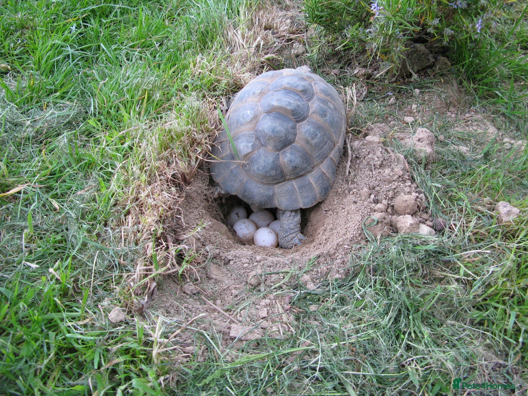 Tortoise reptiles for sale: Baby Hermann & Spur-thigh Tortoises for sale - Image 11