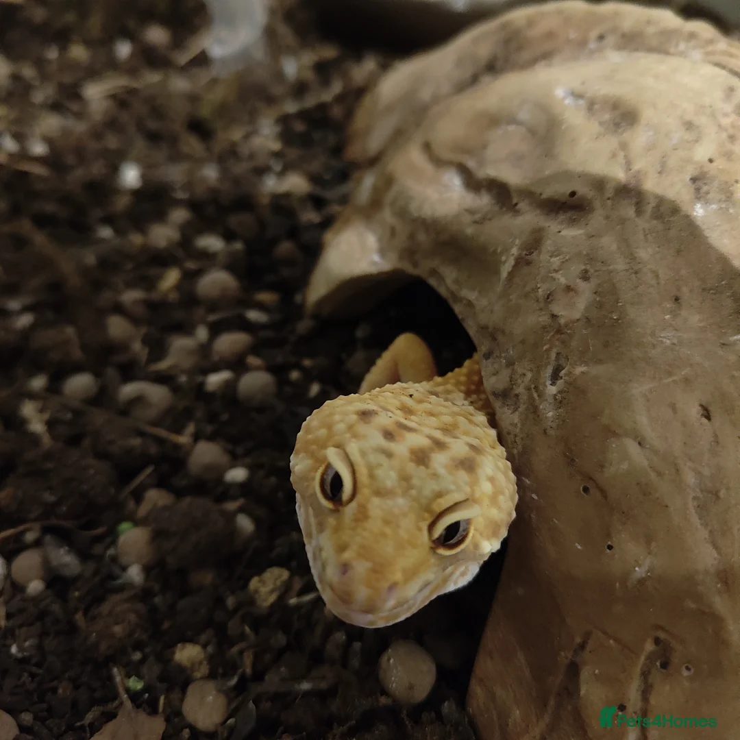 Leopard Gecko reptiles for sale: 🦎 Leopard Gecko in London - Advert 6