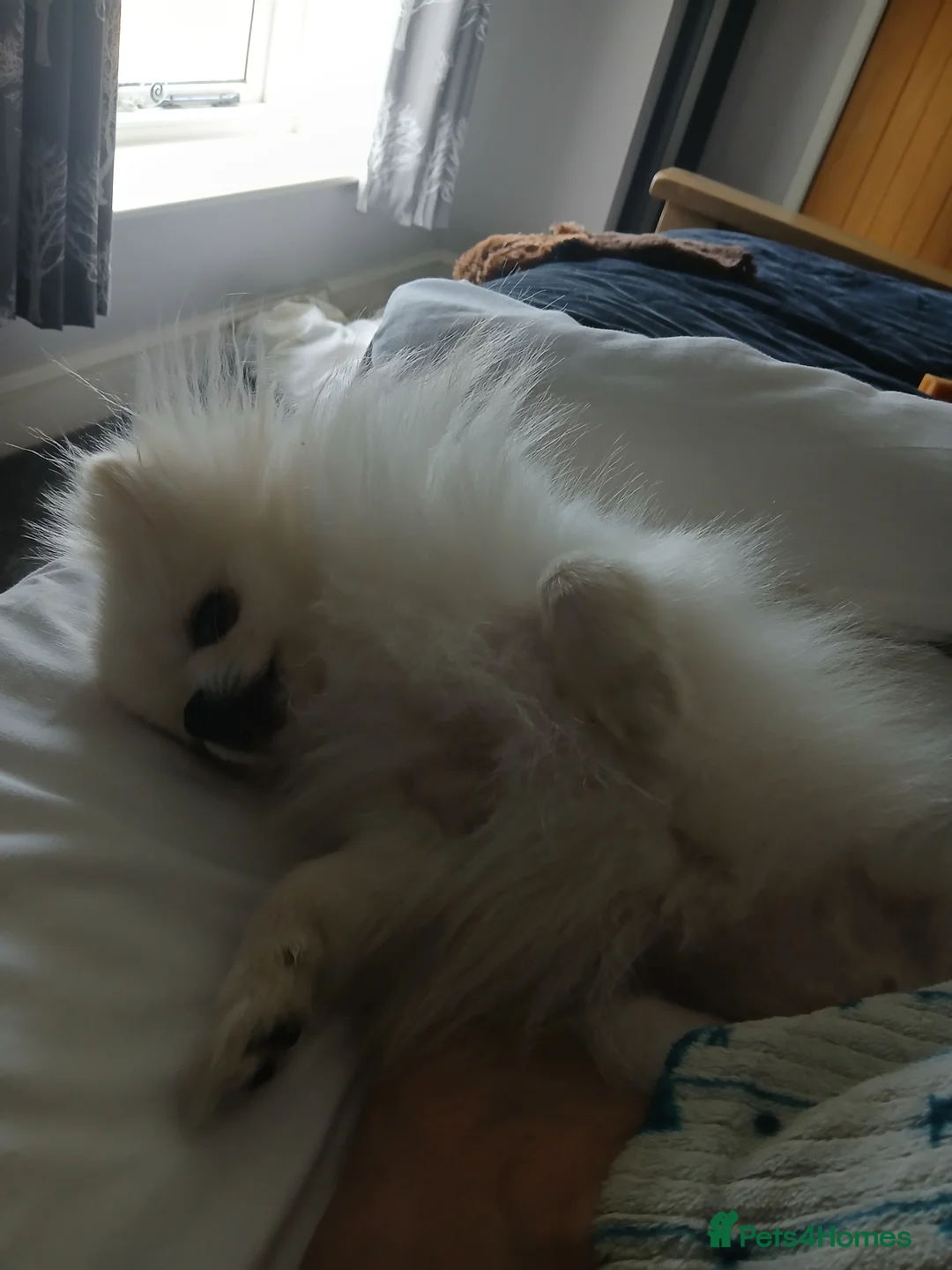 Pomeranian dogs for sale: 2 pomeranian girls kc reg - Advert 2