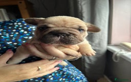 French Bulldog dogs for sale: Beautiful French bulldog puppies  - Image 12