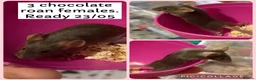 Mouse rodents for sale: Female Fancy Mice Babies For Sale  - Advert 1