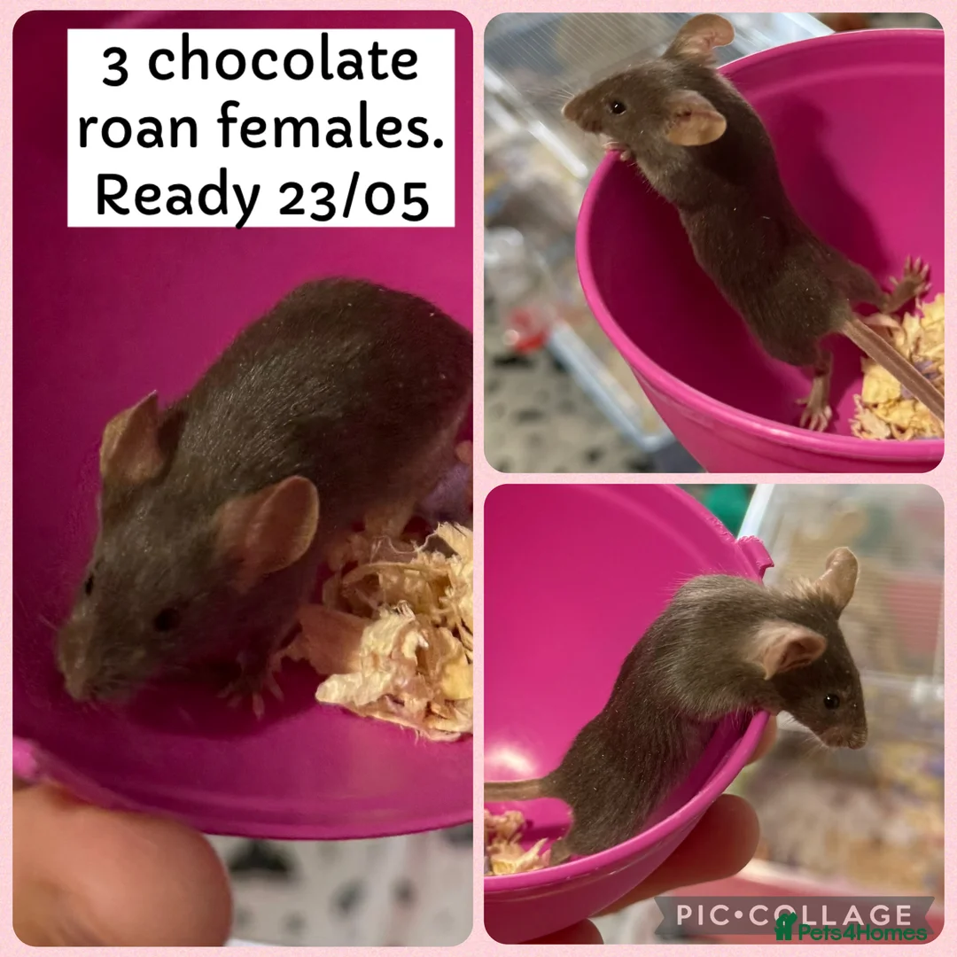 Mouse rodents for sale: Female Fancy Mice Babies For Sale  - Advert 1
