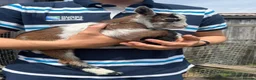 Goats livestock for sale: Female and wether pygmy goat kids for sale - Advert 1