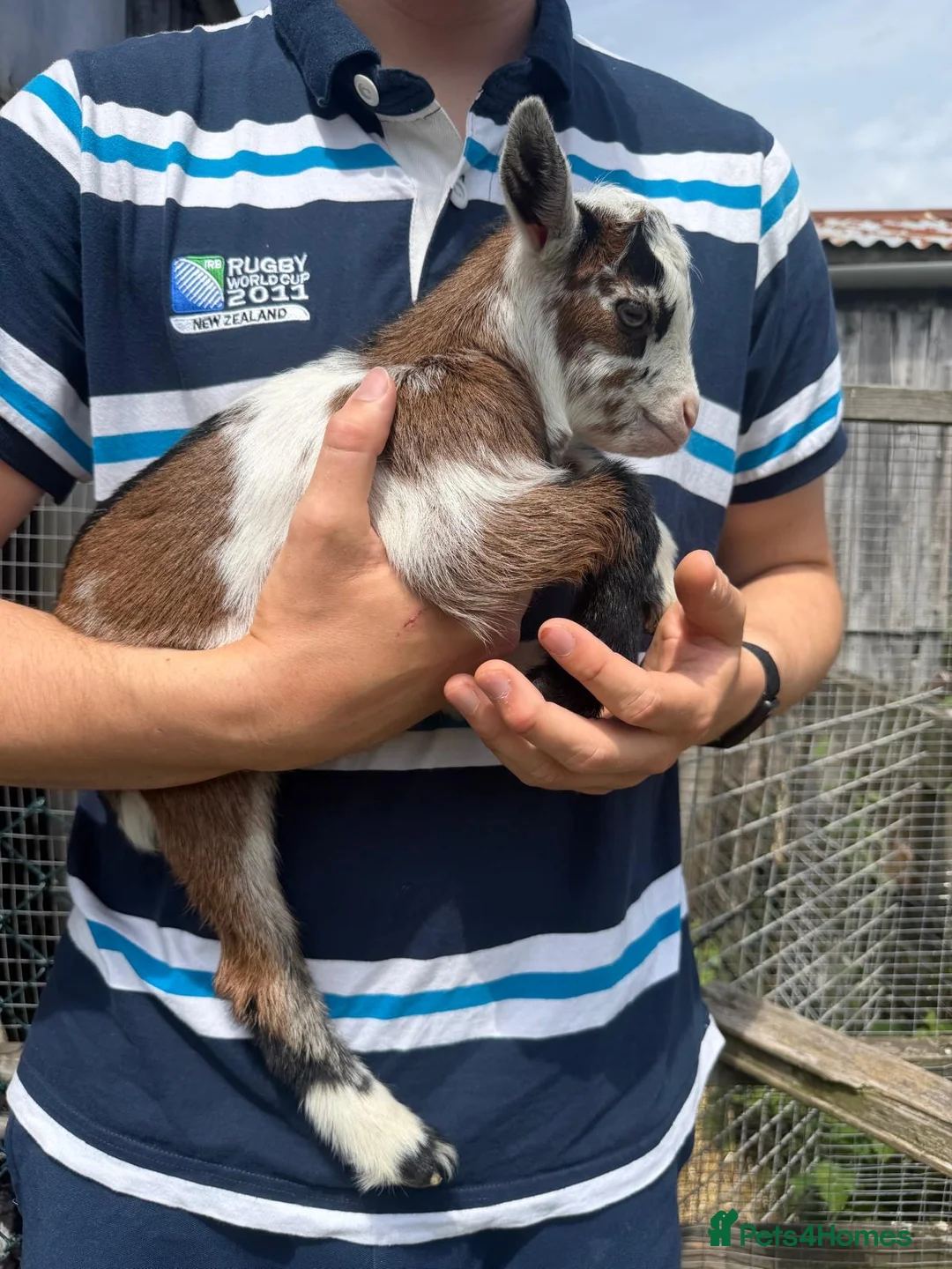 Goats livestock for sale: Female and wether pygmy goat kids for sale - Advert 1