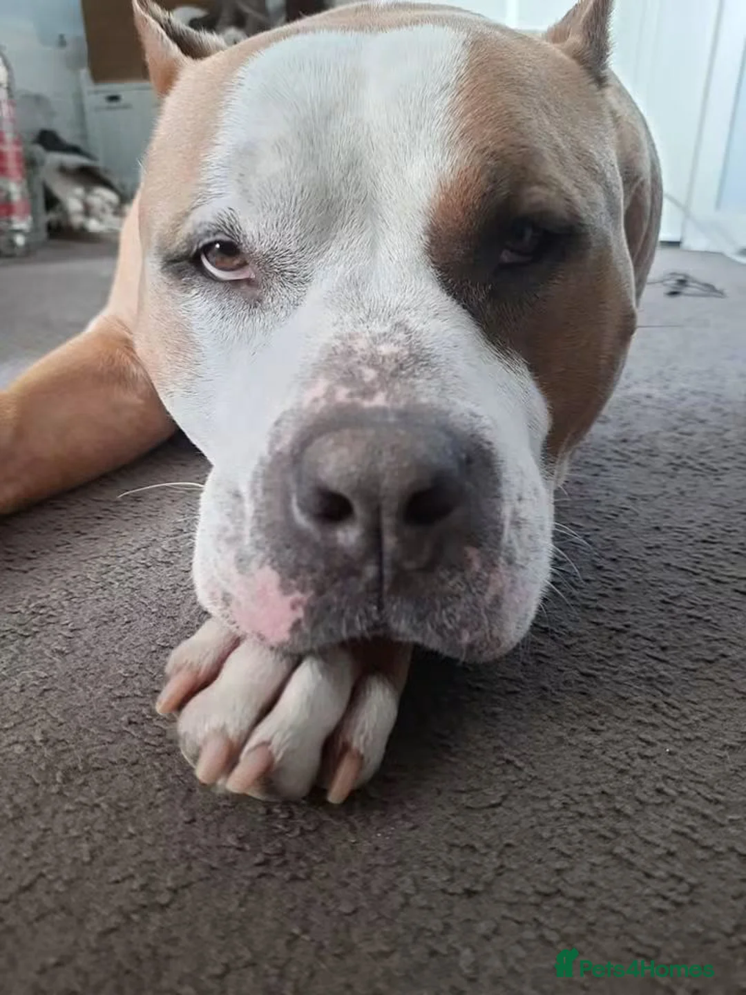 Mixed Breed dogs for adoption: Meet Frank, currently residing in Leicestershire in Melton Mowbray - Advert 2