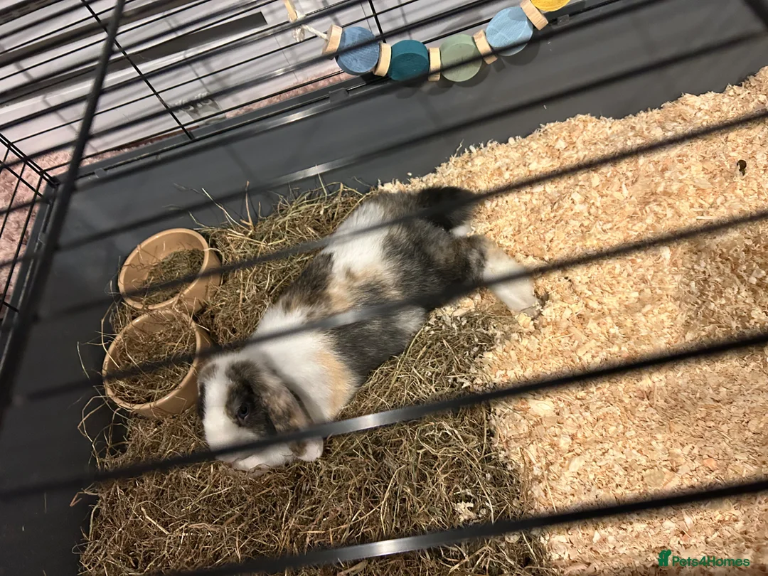 Mini Lop rabbits for sale: 8 week old mini lop male rabbit - Advert 6