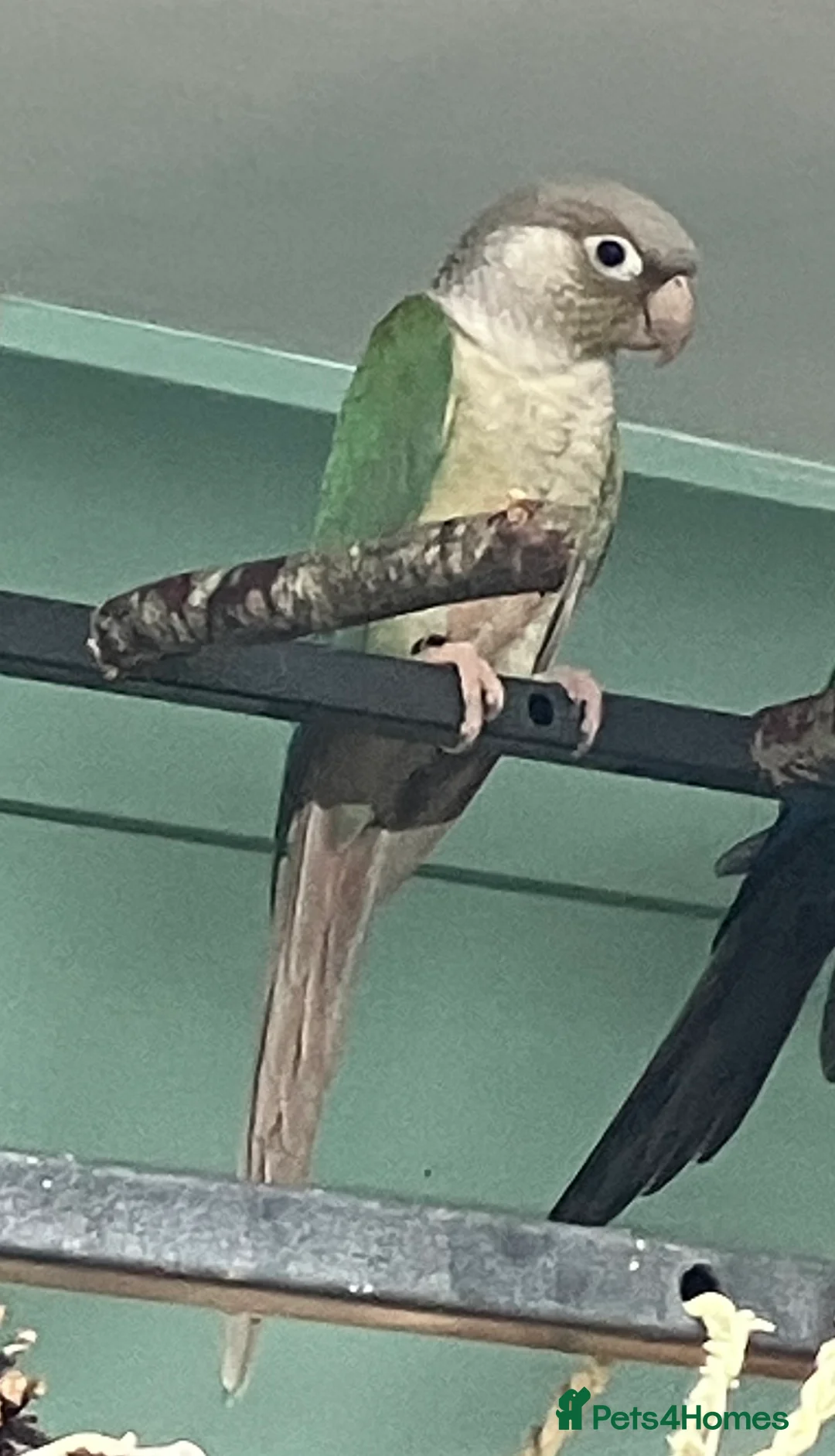 Conures birds for sale: conure for sale - Advert 3