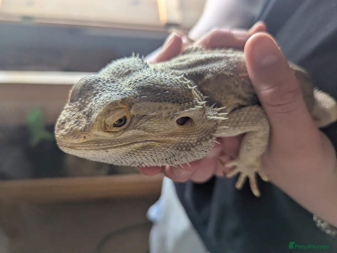 Bearded Dragon reptiles for sale: Bearded dragon  in Exeter - Advert 13