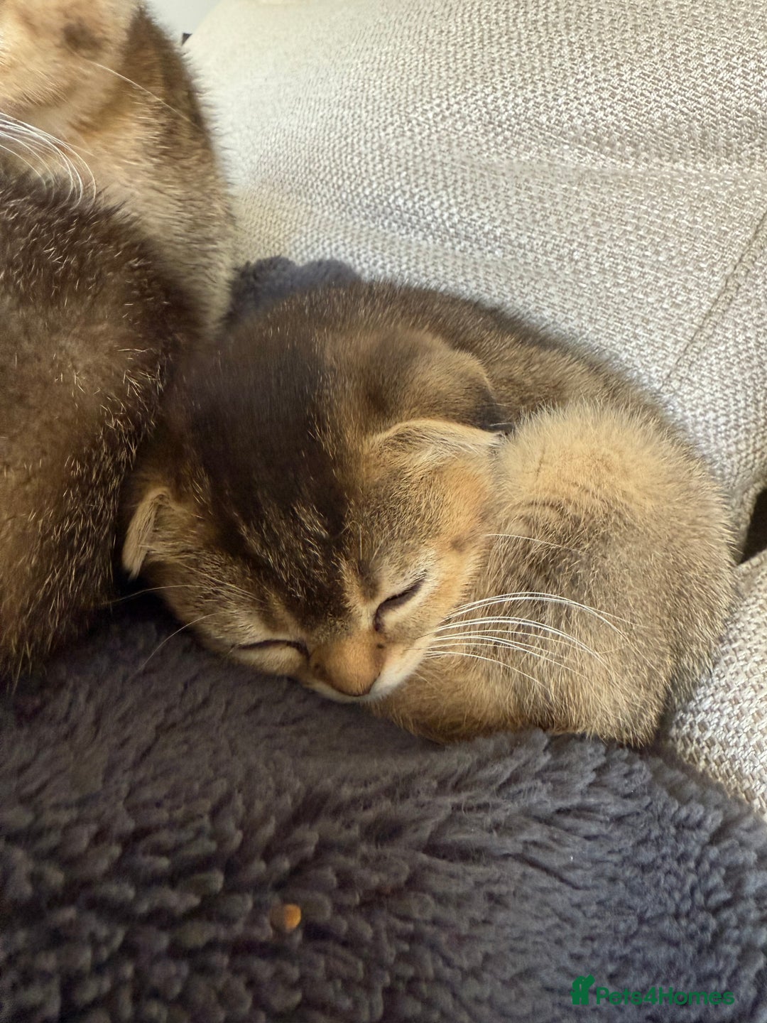 British Shorthair cats for sale: Scottish folds cross blue British - Image 13