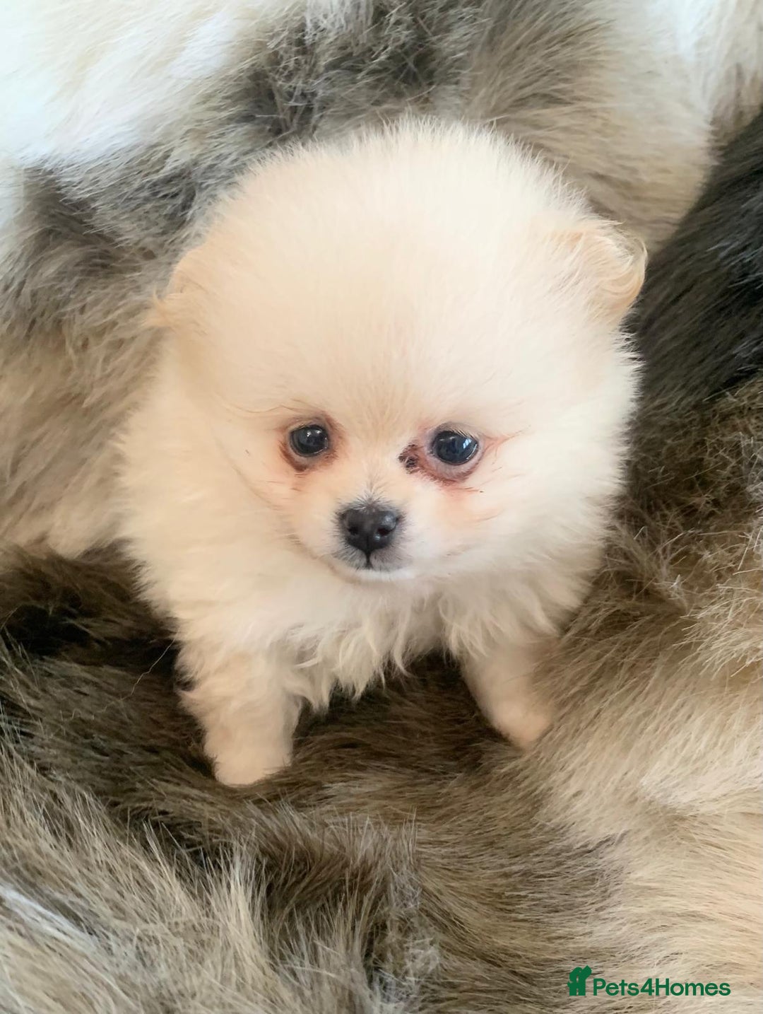 Pomeranian dogs for sale: OUTSTANDING KC POMERANIAN PUPPYS AVAILABLE  - Advert 10