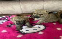 Cairn Terrier dogs for sale: Quality litter KC reg Cairn Terrier Puppies  - Image 9