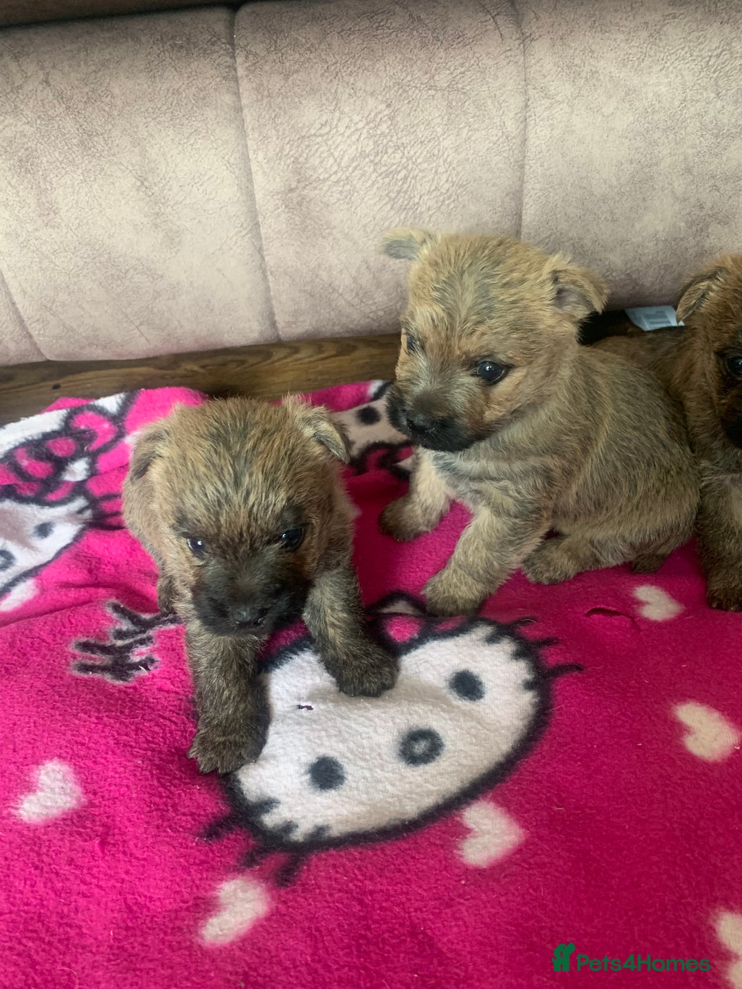 Cairn Terrier dogs for sale: Quality litter KC reg Cairn Terrier Puppies  - Image 9