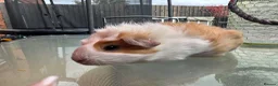 Guinea Pig rodents for sale: Beautiful baby piggies  - Advert 19