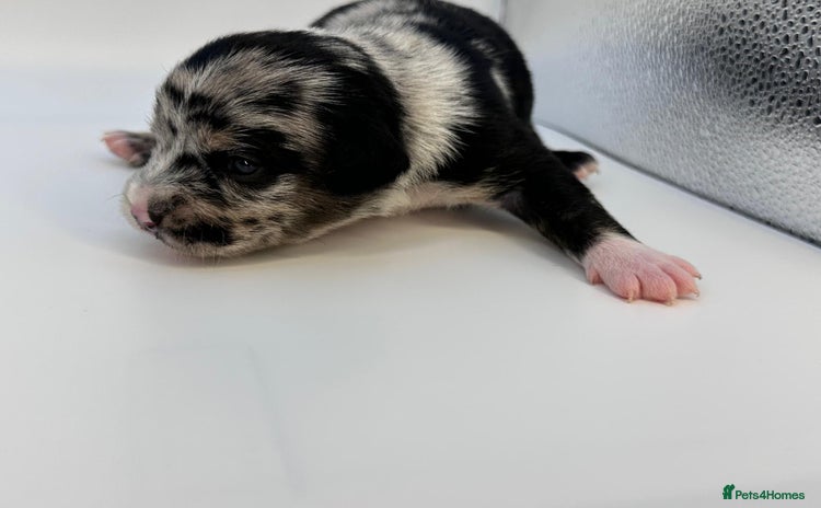 Mixed Breed dogs - Advert 1