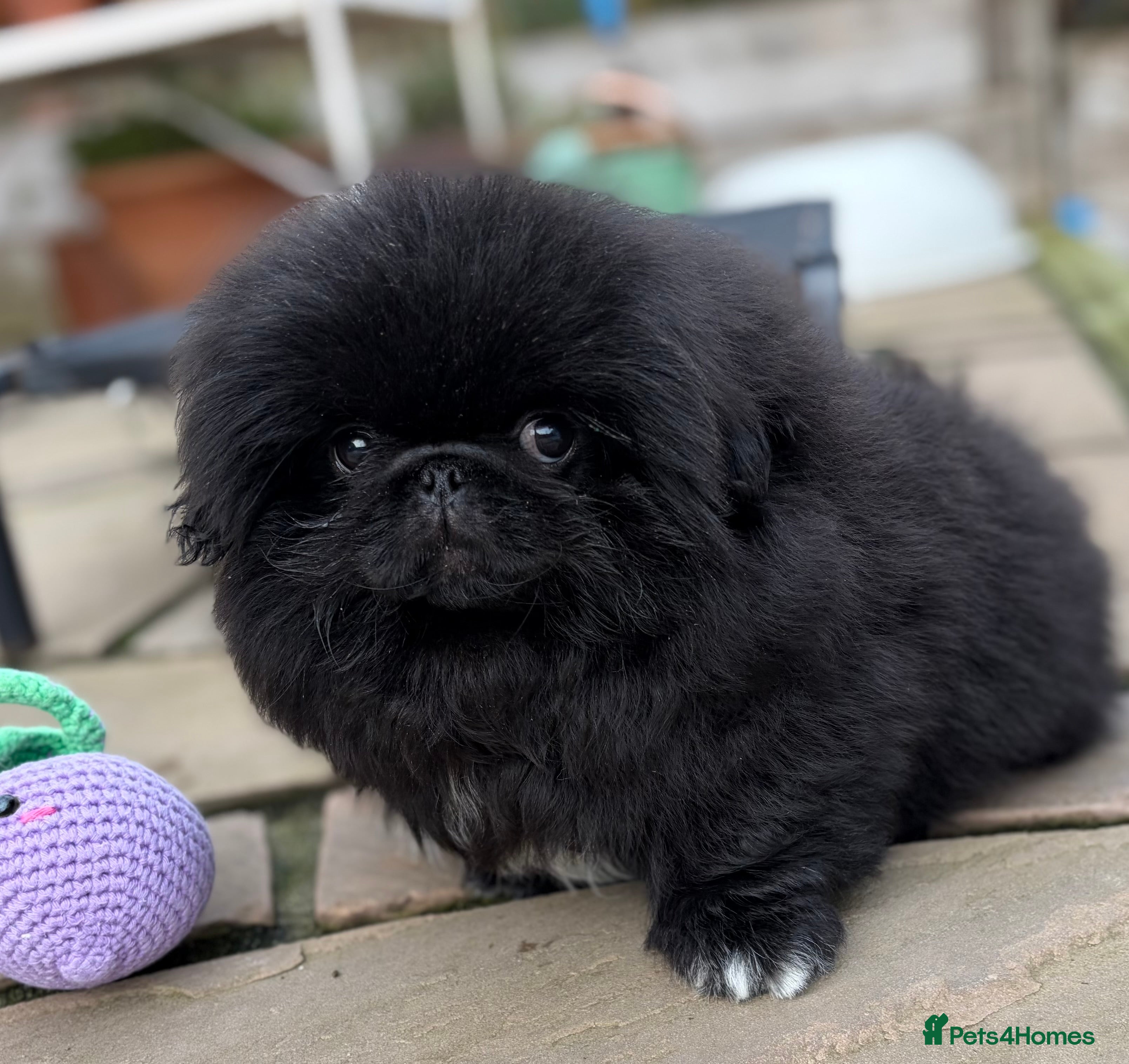 Pekingese dogs Biggiwigs Pekingese last boy puppy available.  - Advert 1