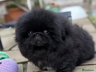 Pekingese dogs Biggiwigs Pekingese last boy puppy available. - Advert 2