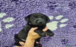 Labrador Retriever dogs for sale: KC Registered Labrador Retrievers 🖤💛 - Image 5