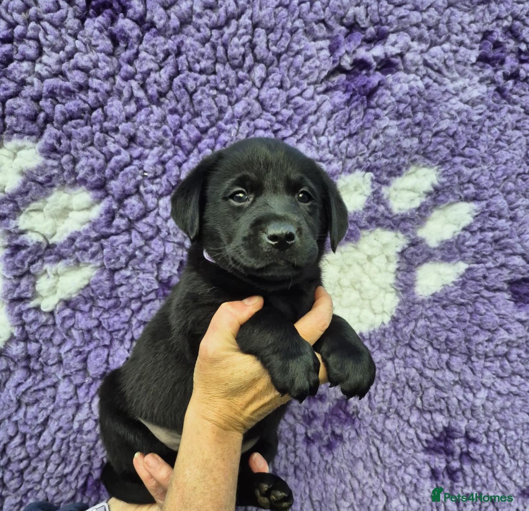 Labrador Retriever dogs for sale: KC Registered Labrador Retrievers 🖤💛 - Image 5