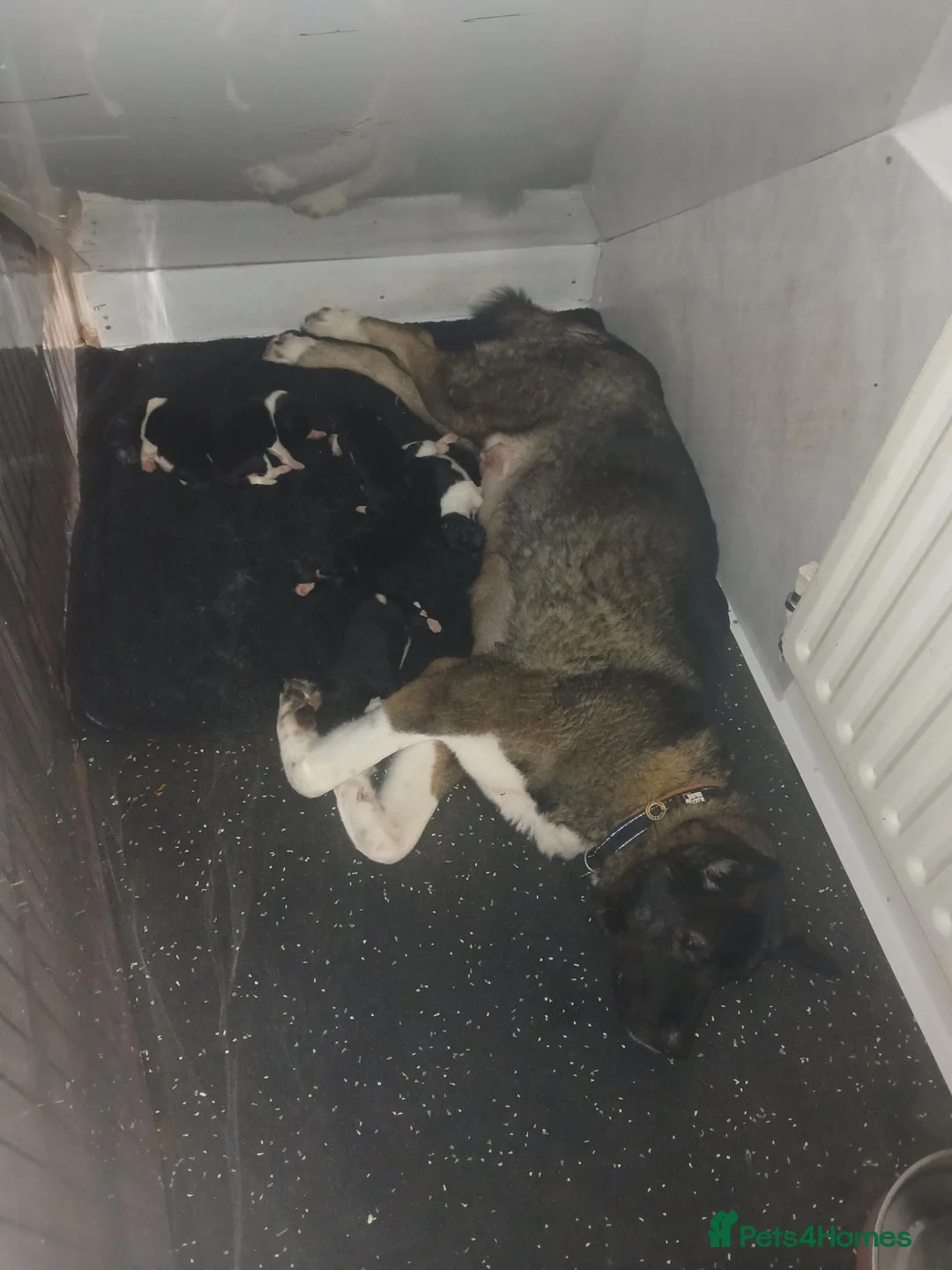 Akita dogs for sale: American Akita PUPPIES  - Advert 1