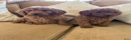 Cockapoo dogs for sale: LICENSED BREEDER HEALTH TESTED COCKAPOOS - Advert 4