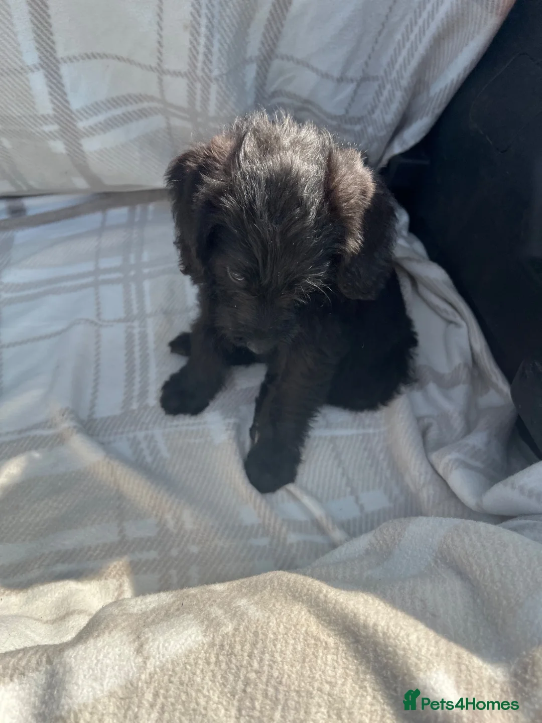 Labradoodle dogs for sale: Labradoodle puppys - Advert 1